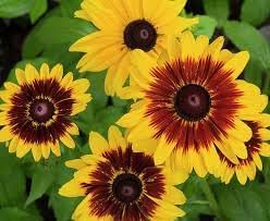 Cutleaf Coneflower Seeds for Planting - Heirloom & Non-GMO Garden Seeds, Beautiful Blooms