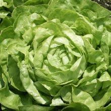 Winter Imperial Lettuce Vegetable Seeds for Planting - 100 Pcs pcs