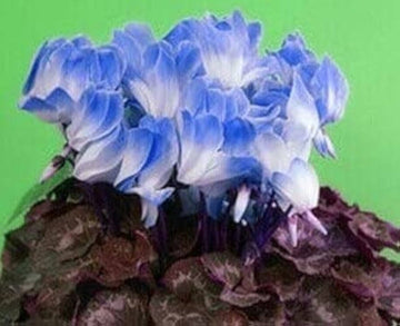 Blue White Cyclamen Flower Seeds for Planting - NON GMO Seeds- 100 pcs