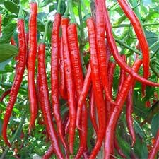 Chilli Seeds for Gardening, 100 Pcs pcs