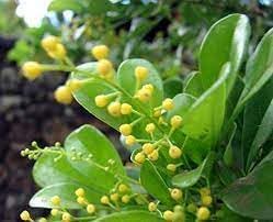 Aglaia Odorata Flower Seeds Heirloom Non GMO Planting - 100 pcs