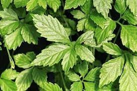 Heirloom Non-GMO Pentaphyllum Plant Seeds for Planting – Rare Climbing Vine for Medicinal Gardens - Non-GMO for planting in home garden