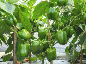 Capsicum Seeds for Gardening, 100 Pcs pcs