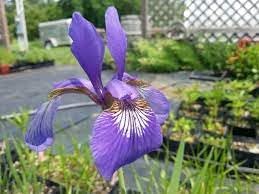 Japanese Iris Flower Seeds for Planting - NON GMO Seeds