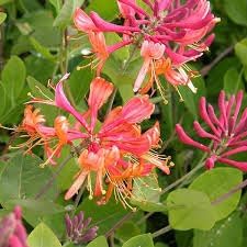 Honeysuckle Vine Seeds for Planting - NON GMO Seeds