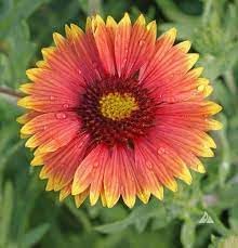 Indian Blanket Wildflower Seeds for Planting - NON GMO Seeds