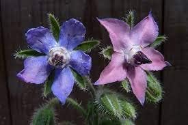 Borago Flower Seeds Mixed for Planting - 100 pcs