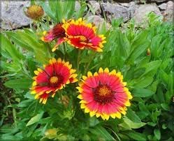 Heirloom Aristata Flower Seeds for Garden Planting, Non-GMO, Showy Perennial Blooms for Borders