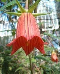 Canarina Flower Seeds for Planting NON GMO Seeds
