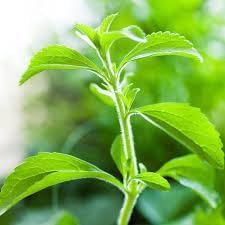 Stevia Plant Seeds for Natural Sweetener and Herbal Gardens-Heirloom & Non-GMO Seeds for planting Scientific Name Placeholder for planting in home garden