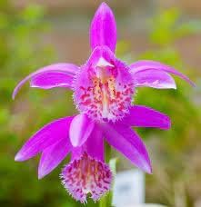 Tongariro Hardy Flower Seeds for Planting - 100 pcs