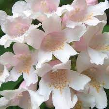 BeautyBush Flower Seeds for Planting ƒ?? Organic, Heirloom, Non-GMO Flowering Shrub Seeds