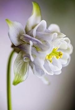 White (White scientific name) for planting in garden