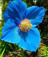 Himalayan Flower Seeds for Planting - 100 pcs
