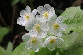 Skeleton Flower Seeds for Planting- NON GMO Seeds