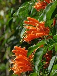 Creeper Flower Planting Seeds for Garden NON GMO Seeds for planting in home garden