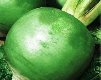 Green Radish Seeds – High Germination & Easy to Grow for a Fresh Harvest 100 Pcs pcs