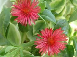Heirloom Aptenia Cordifolia Flower Seeds for Planting ƒ?? Non-GMO, Ground Cover Flower Seeds