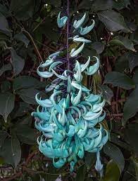 Strongylodon Flower Seeds for Planting ƒ?? Organic, Heirloom, Non-GMO Jade Vine Seeds for planting in your garden.