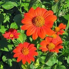 Mexican Flower Seeds for Planting - 100 Pcs pcs