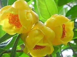 Golden Camellia Flower Seeds for Planting - NON GMO seeds for planting in home garden