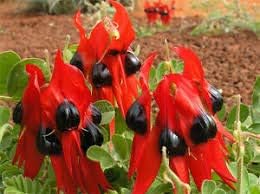 Sturt's Desert Pea Plant Seeds for Planting - NON GMO Seeds