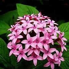 Pentas Lanceolata Planting Seeds - Non-GMO, Heirloom Flower for planting in home garden