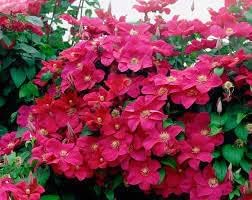 Deep Pink Clematis Flower Seeds for Planting - NON GMO Seeds