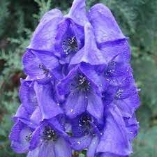 Heirloom Wolfsbane Flower Seeds for Garden Planting, Non-GMO, Tall Spiked Blooms for Shaded Borders