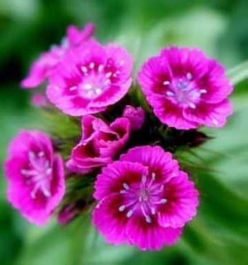 Heirloom Non-GMO Pink William Flower Seeds for Planting ƒ?? Fragrant Biennial Blooms for Cottage Gardens