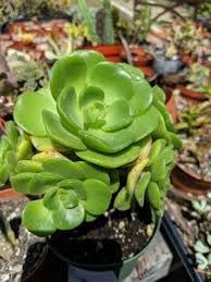 Heirloom Non-GMO Succulent Rose Seeds for Planting