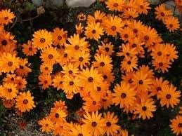 Organic Cape Marigold Flower Seeds for Planting ƒ?? Heirloom, Non-GMO Garden Seeds for planting in your garden.