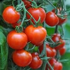 Bucks County Tomato Vegetable Seeds – Large Juicy Tomatoes 100 Pcs pcs