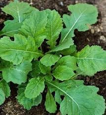 Wasabi Seeds for Home Garden, 100 Pcs pcs