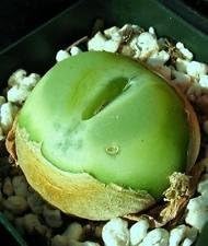 Green Conophytum Ratum Plant Seeds for Planting - NON GMO Seeds