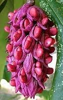 Magnolia Flower Seeds for Garden Planting - NON GMO Seeds