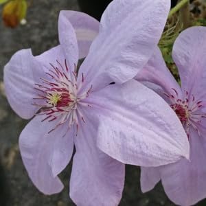 Heirloom Non-GMO Clematis Montana Flower Seeds for Planting – Fragrant Climbing Garden Blooms