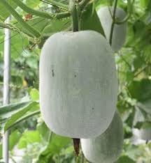 Gourd Melon Vegetable Seeds for Planting - 100 Pcs pcs