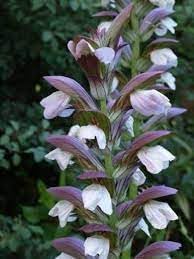 Acanthus Mollis Flower Seeds for Planting, Heirloom, Non-GMO, 100 pcs for planting in home garden