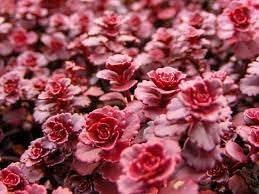 Heirloom Stonecrop Flower Seeds for Garden Planting, Non-GMO, Drought-Tolerant Succulent Blooms - Stonecrop for planting in home garden