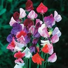 Heirloom Pea Flower Seeds for Planting 100 pcs