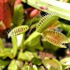 Carnivorous Plant Seeds for Garden Planting - NON GMO Seeds