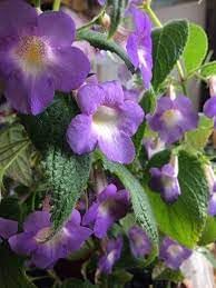 Achimenes Limoncello Flower Seeds for Planting ƒ?? Heirloom, Non-GMO, Organic Garden Blooms