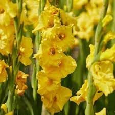 Gladiolus Flower Seeds Heirloom Non GMO Planting - 100 pcs - Flower for planting in home garden
