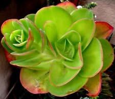 Green Echeveria Palida Plant Seeds for Planting - NON GMO Seeds