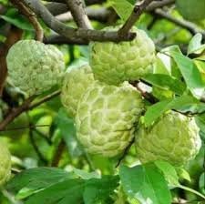 Annona Squamosa seeds for planting in home garden