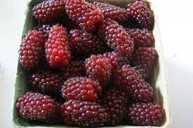 Tayberry Fruit Seed Set for Unique, Sweet Berries 100 Pcs pcs
