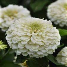 Heirloom White Zinnia Salmon Flower Seeds for Planting – Non-GMO, Vibrant Blooms