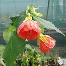 Organic Heirloom Non-GMO Abutilon Hybridum Seeds for Planting – Fresh Vibrant Blooms
