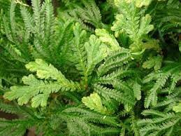 Selaginella Plant Seeds Scientific Name Placeholder for planting in home garden